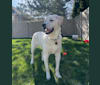 Photo of Keoki, a Golden Retriever and Siberian Husky mix in West Valley City, Utah, USA