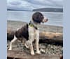 Gunner, an English Springer Spaniel tested with EmbarkVet.com