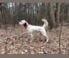 Brier, a Llewellin Setter tested with EmbarkVet.com