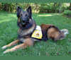 Ripley, a Belgian Shepherd tested with EmbarkVet.com