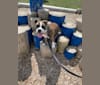 Leo Phan, a Bulldog and Boston Terrier mix tested with EmbarkVet.com
