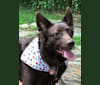 Marshall, a Norwegian Elkhound and Labrador Retriever mix tested with EmbarkVet.com
