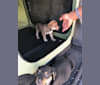 Darah, a Siberian Husky and American Pit Bull Terrier mix tested with EmbarkVet.com