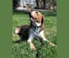Trixie, a Beagle tested with EmbarkVet.com