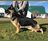 Jade, a German Shepherd Dog tested with EmbarkVet.com