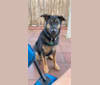 Dexter, a German Shepherd Dog and Rottweiler mix tested with EmbarkVet.com