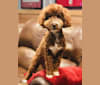 Scarlett, a Poodle (Small) and Poodle (Standard) mix tested with EmbarkVet.com