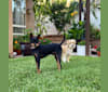 Photo of Bubba, a Miniature Pinscher, Chihuahua, and Poodle (Small) mix in West Hollywood, California, USA