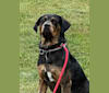 Cracker, an American Pit Bull Terrier and Labrador Retriever mix tested with EmbarkVet.com