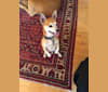 Charlie, a Chihuahua and Miniature Schnauzer mix tested with EmbarkVet.com