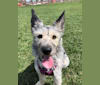 Dory, a Siberian Husky and Poodle (Small) mix tested with EmbarkVet.com