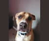 Coffee, an American Pit Bull Terrier and Boxer mix tested with EmbarkVet.com