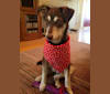 Penny, a Labrador Retriever and Siberian Husky mix tested with EmbarkVet.com