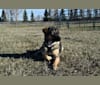 Nala, a Great Pyrenees and German Shepherd Dog mix tested with EmbarkVet.com