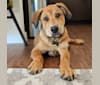 Riggins, a Labrador Retriever and Rottweiler mix tested with EmbarkVet.com