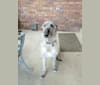 Shadow, an Irish Wolfhound tested with EmbarkVet.com