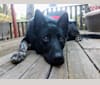 Winston, a German Shepherd Dog and Australian Cattle Dog mix tested with EmbarkVet.com