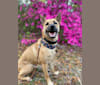 Sophie, a German Shepherd Dog and American Pit Bull Terrier mix tested with EmbarkVet.com