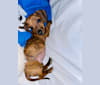 Photo of Raja, a Dachshund  in Elko, NV, USA