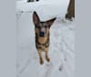 Glory, a German Shepherd Dog tested with EmbarkVet.com
