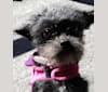 Lizzy, a Poodle (Small) tested with EmbarkVet.com