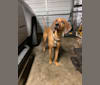 Photo of Penny, a Black and Tan Coonhound and Redbone Coonhound mix in Hazard, KY, USA