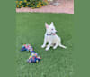 Zeus Barron, a German Shepherd Dog and Siberian Husky mix tested with EmbarkVet.com