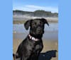 Photo of Theo, a Dalmatian, German Shepherd Dog, American Bulldog, and Labrador Retriever mix in Gig Harbor, Washington, USA