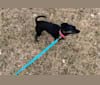 Elsa, a Chihuahua and Miniature Pinscher mix tested with EmbarkVet.com