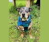Beau, a Chihuahua and Boston Terrier mix tested with EmbarkVet.com