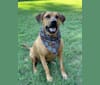 Herman, a Staffordshire Terrier and Labrador Retriever mix tested with EmbarkVet.com