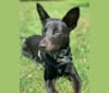 Photo of Westin, an Australian Cattle Dog, American Pit Bull Terrier, Labrador Retriever, and Mixed mix in Alabama, USA