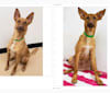 Wiley, a Chihuahua and Belgian Malinois mix tested with EmbarkVet.com