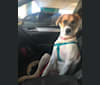 Flossie, an American Bulldog and Golden Retriever mix tested with EmbarkVet.com