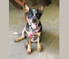Stella, an Australian Cattle Dog tested with EmbarkVet.com