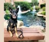 Photo of Lala, a German Shepherd Dog, Siberian Husky, and Mixed mix in San Diego, California, USA