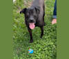 Zeppelin, an American Pit Bull Terrier and Labrador Retriever mix tested with EmbarkVet.com