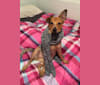 Evie, an Australian Cattle Dog and Rat Terrier mix tested with EmbarkVet.com