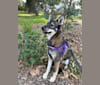 Rogue, a Siberian Husky and German Shepherd Dog mix tested with EmbarkVet.com