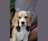 Sonya, a Beagle tested with EmbarkVet.com