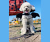 Phil, a Poodle (Small) and Lhasa Apso mix tested with EmbarkVet.com