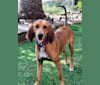 Iris, a Black and Tan Coonhound and Bluetick Coonhound mix tested with EmbarkVet.com