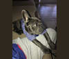 Blu, a French Bulldog tested with EmbarkVet.com