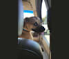 Ross, a Staffordshire Terrier and Labrador Retriever mix tested with EmbarkVet.com