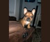 Tchoup, a French Bulldog tested with EmbarkVet.com