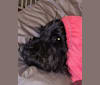 Sofie, a Black Russian Terrier tested with EmbarkVet.com