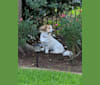 Daisy, a Basset Hound and Pomeranian mix tested with EmbarkVet.com