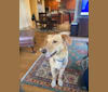 Colby, a Golden Retriever and Shetland Sheepdog mix tested with EmbarkVet.com