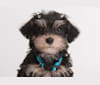 Bear, a Poodle (Small) and Dachshund mix tested with EmbarkVet.com