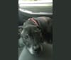 Photo of Shadow, an American Pit Bull Terrier and American Staffordshire Terrier mix in New York, USA